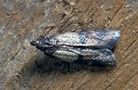 Lebensmittelmotten erkennt man an den hell-dunklen Flügeln